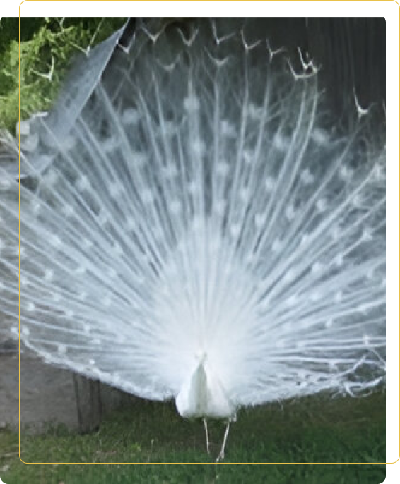 A white peacock is standing in the grass.