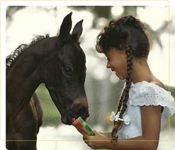 A girl feeding a carrot to a horse.