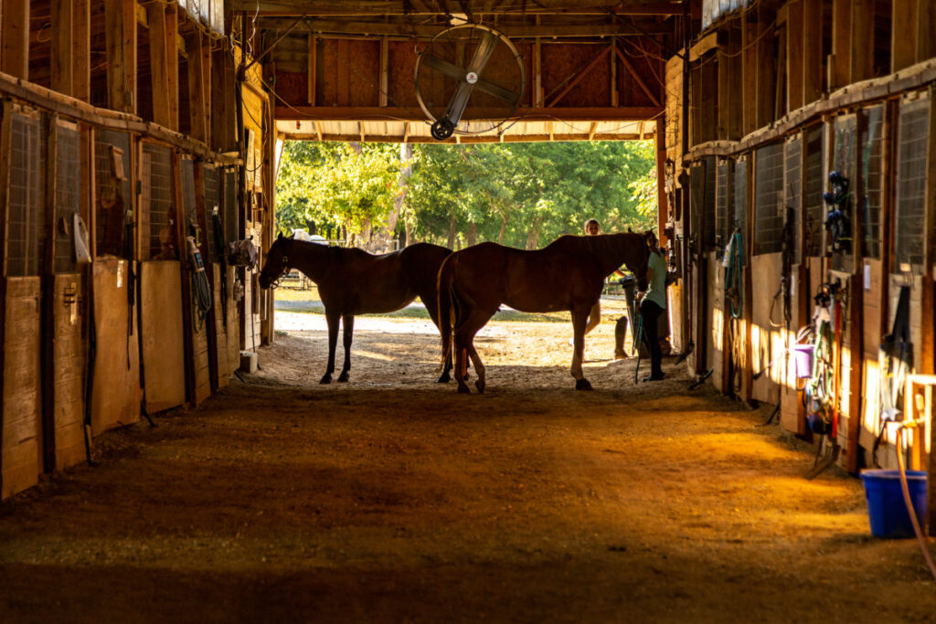 Two horses standing in a stable with one horse looking on.